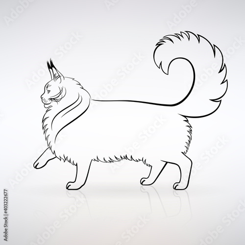 Silhouette of a Graceful Maine Coon Cat
