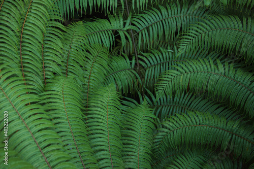 Beautyful ferns leaves green foliage natural floral fern background in sunlight.