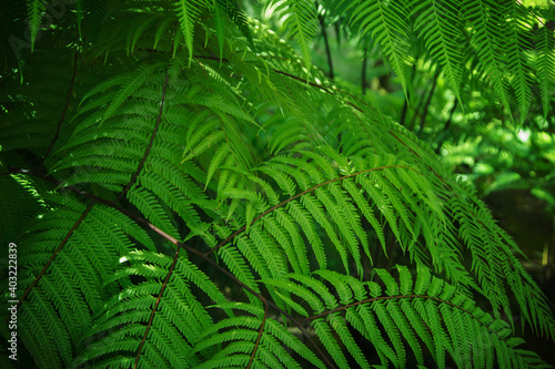 Beautyful ferns leaves green foliage natural floral fern background in sunlight.