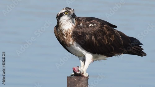 Osprey (Pandion haliaetus) eats fish after the hunt