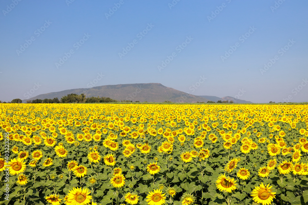 Beautiful sunflower blooming in the fields.