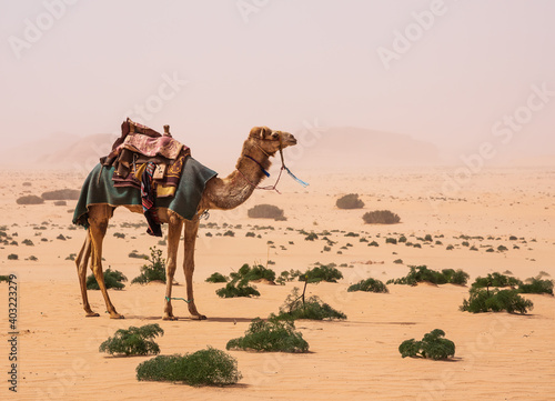 Wadi Rum Desert  Jordan. A camel in the white desert.