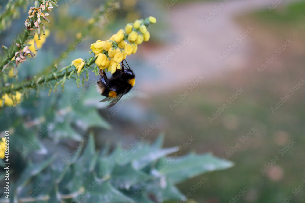 Close-up of honey bee collecting nectar on daisy flower, Bumble Bee on flower, Garden Bumblebee (Bombus hortorum) adult male feeding on flowers Close-up of honey bee collecting nectar on daisy flower, Bumble Bee on flower, Garden Bumblebee (Bombus hortorum) adult male feeding on flowers