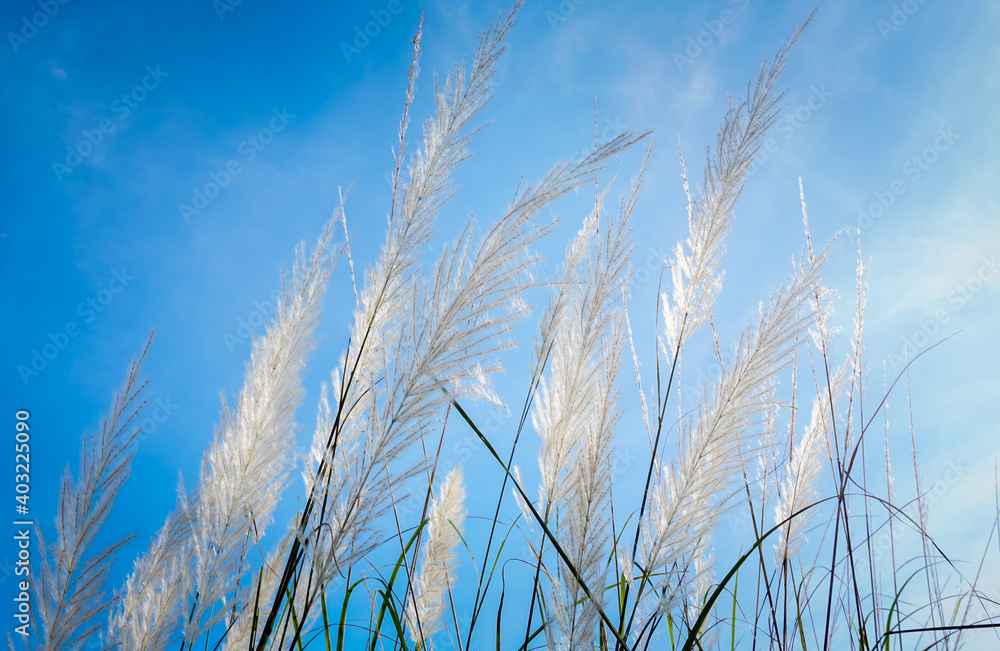 Fototapeta premium White flower grass with sun