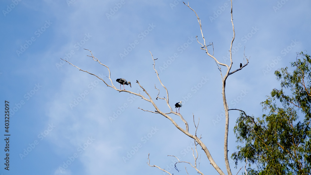 Bird on dried tree with blue sky Bird on dried tree with blue sky