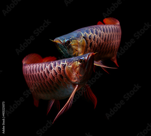Asian Arowana fish on black background