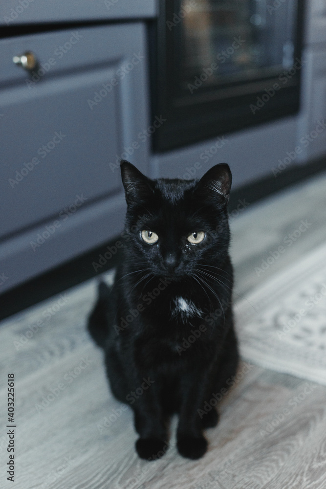 Cat in the house - a black cat on the floor with kitchen in the background. Cozy home and hygge trendy concept. Scandinavian style, hygge, autumn or winter weekend cozy concept.