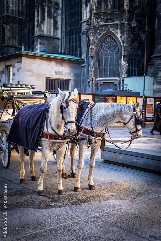 Two white horses harnessed to a carriage near St Stephen's Cathedral, Stephansplatz. Traditional touristic transport attraction in Vienna. Golden our colors.