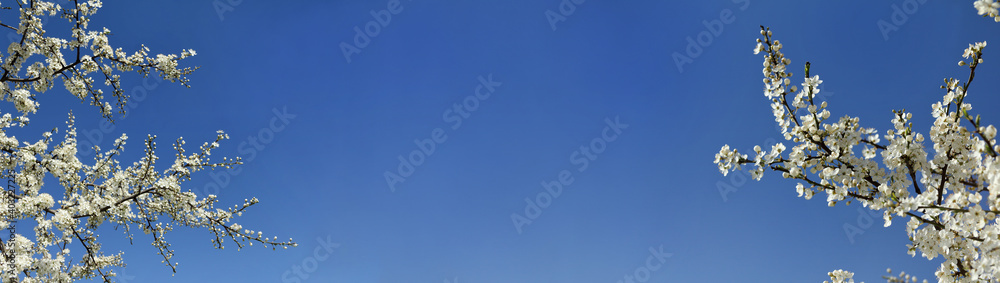 branches of blooming cherry trees against the blue sky. white spring flowers