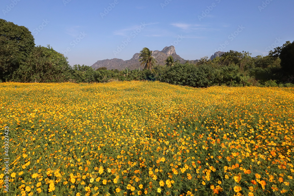 Beautiful yellow cosmos flower blooming in the fields.