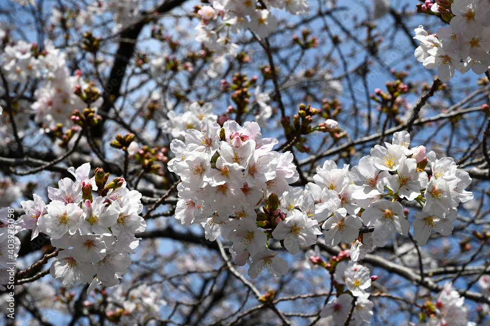 東京都目黒区の目黒川の桜の花と青空の風景（2020年撮影）