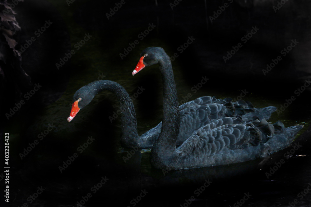 Fototapeta premium Trauerschwan (Cygnus atratus) oder Schwarzschwan, Paar im Wasser