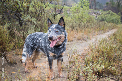 Young male Australian Cattle Dog  Blue heeler  standing on a dirt road looking back