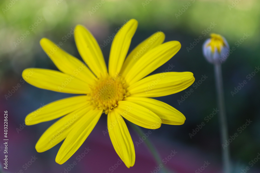 Obraz premium yellow daisy flower