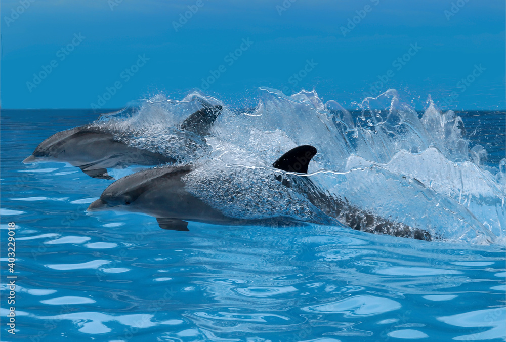 Obraz premium Zwei Große Tümmler (Tursiops truncatus) mit hoher Geschwindigkeit, Stoßwellen