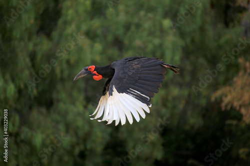 Südlicher Hornraben (Bucorvus leadbeateri) oder Rotwangenhornrabe im Flug über Landschaft photo