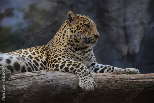 Leopard  Panthera pardus  liegt auf Baumstamm