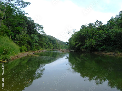 river in the forest