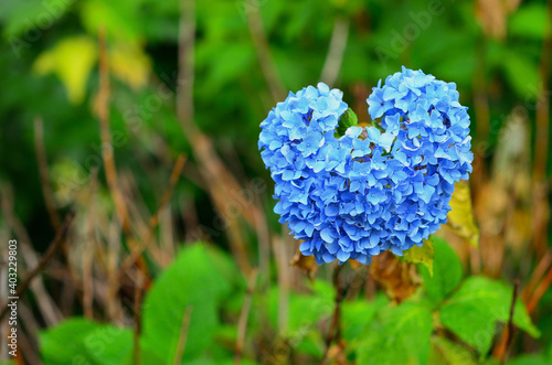 close up of heart shaped hydrangea flower © Takako