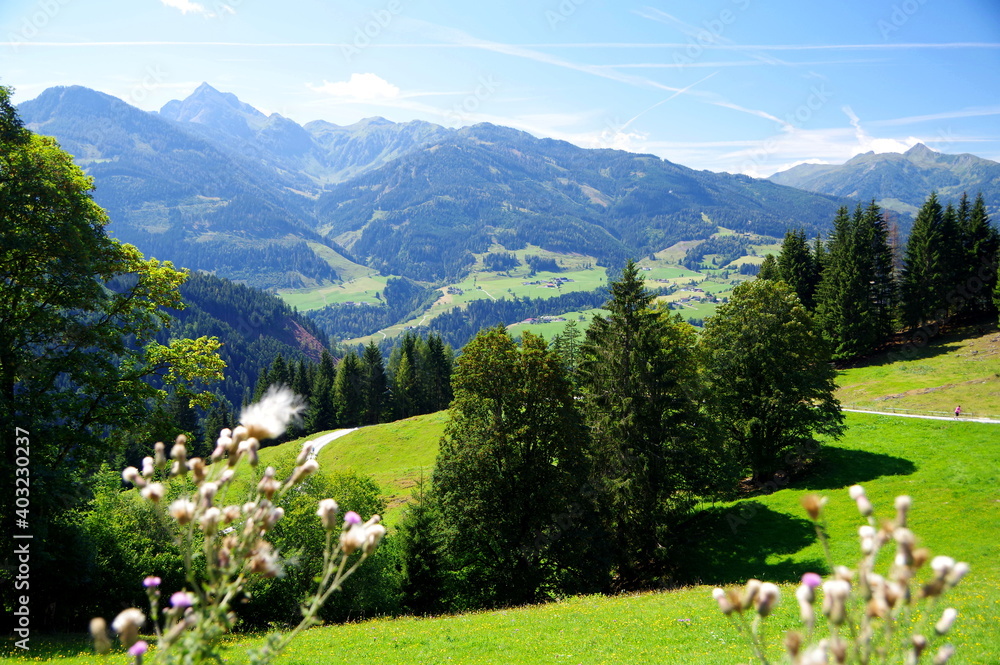 Gebirgslandschaft im Sommer mit Bergwiesen in saftigem Grün und Bergwald