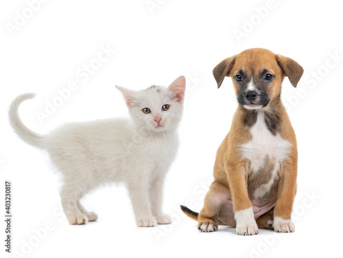 kitten and puppy isolated on a white background