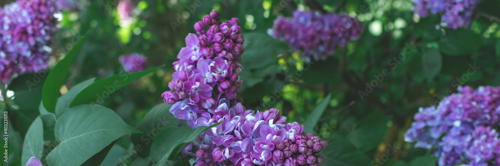Header with lush blooming lilac tree flowers. Spring banner concept. Header with lush blooming lilac tree flowers. Spring banner concept.