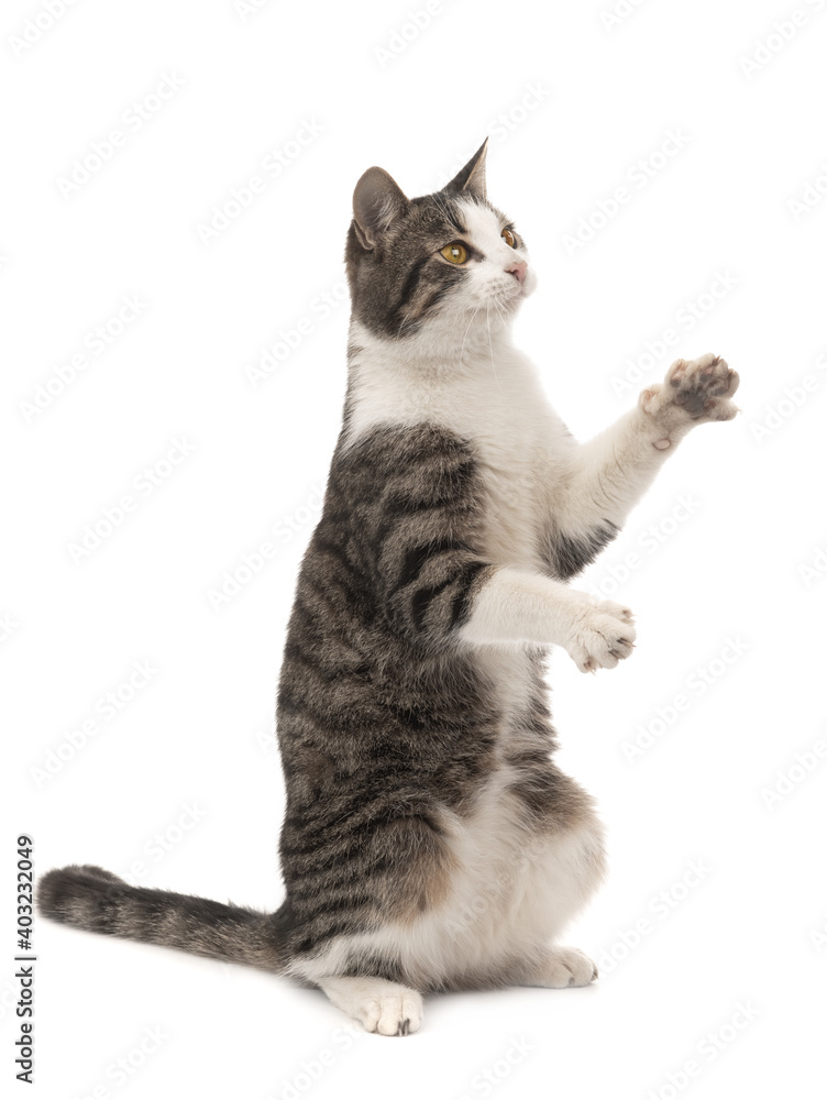 kitten stands on its hind legs isolated on white background