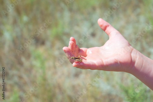 The grasshopper is sitting on his hand. Insect. Sun on hand. © Lisa Chip
