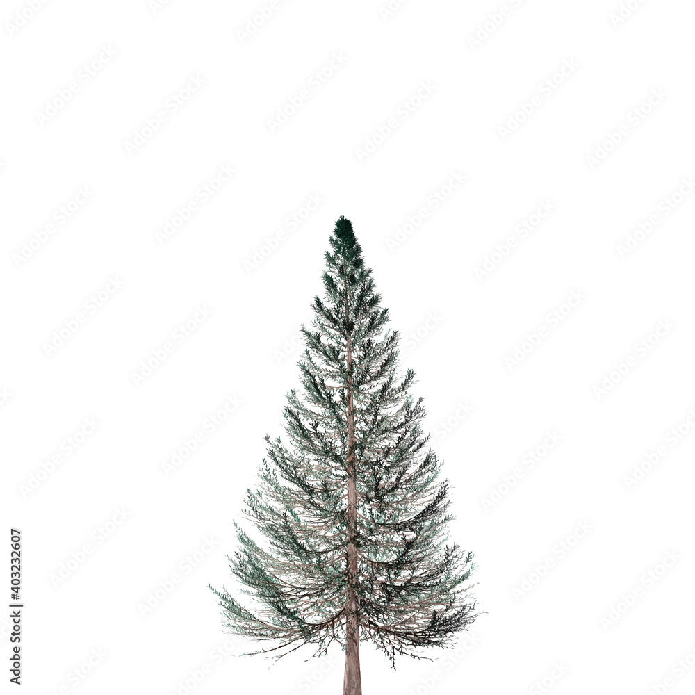 Realistic vector illustration of fir tree on white background. Green pine, isolated on white background