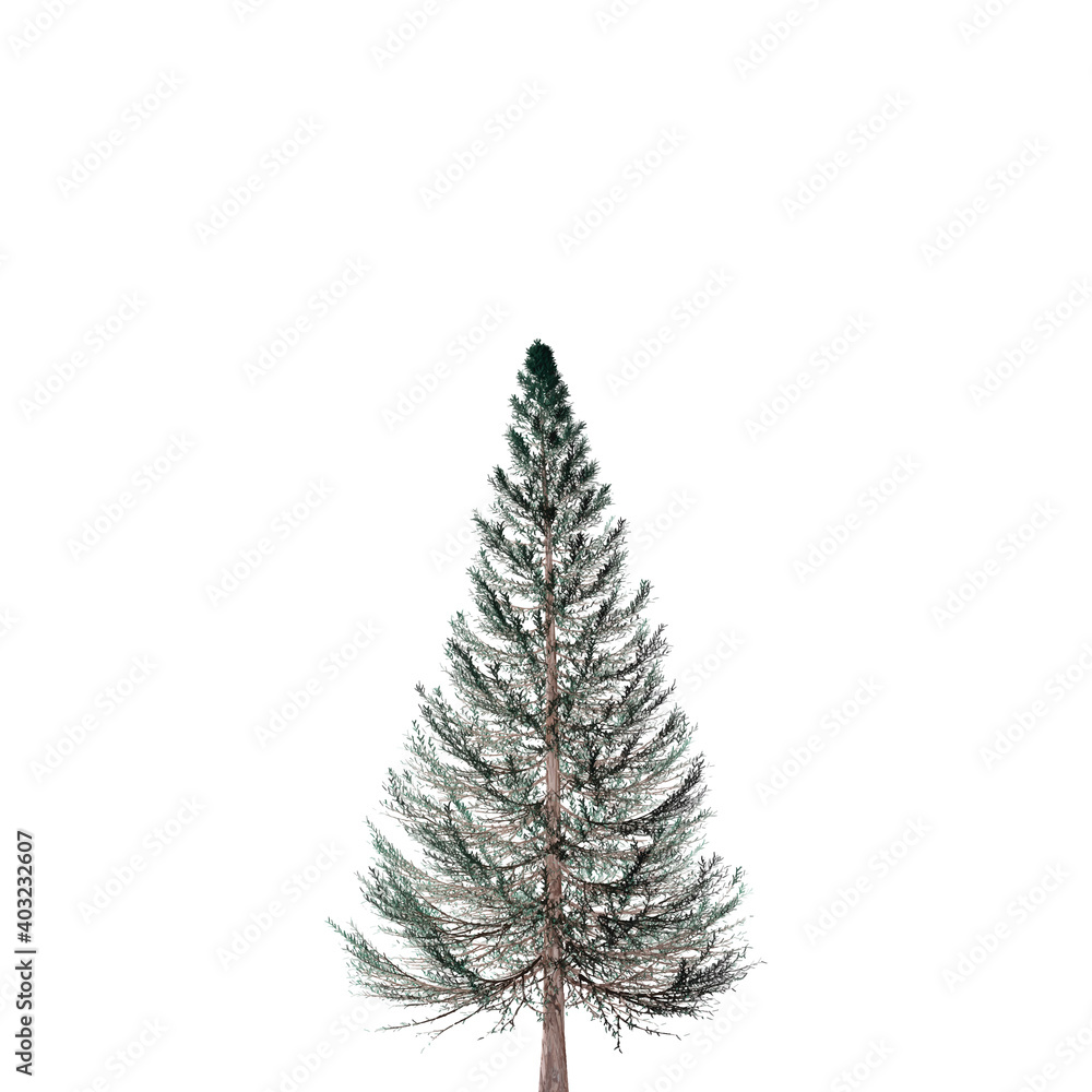 Obraz premium Realistic vector illustration of fir tree on white background. Green pine, isolated on white background