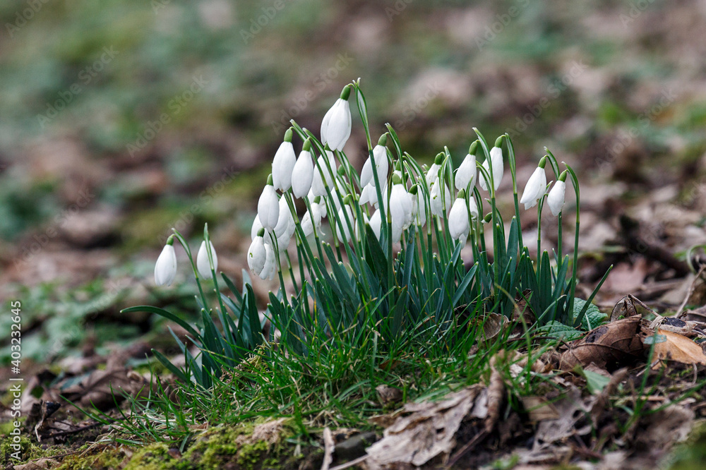 Snowdrops. Galanthus is a small genus of about 20 species of bulbous perennial herbaceous plants in the family Amaryllidaceae. Snowdrops. Galanthus is a small genus of about 20 species of bulbous perennial herbaceous plants in the family Amaryllidaceae.
