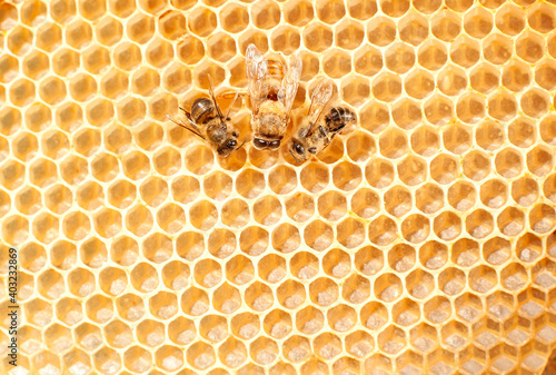 three bees are sitting on a yellow combs. In the center in the middle there is a large uterus with wings, collecting honey © yanapopovaiv