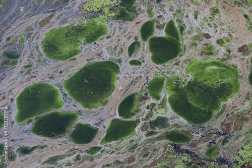 Algae abstract irregular pattern. Green pond scum in a swamp. Marsh surface texture closeup