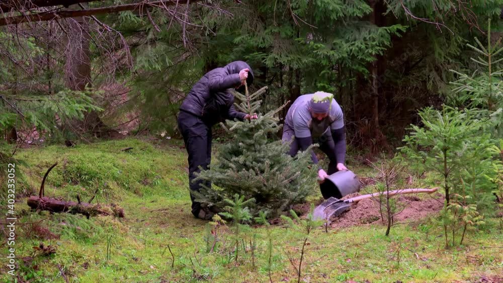 People planting a Christmas tree, after holidays, in the forest Stock