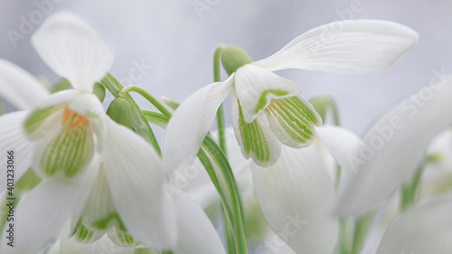 Fototapeta Naklejka Na Ścianę i Meble -  Snowdrops. Galanthus is a small genus of about 20 species of bulbous perennial herbaceous plants in the family Amaryllidaceae.