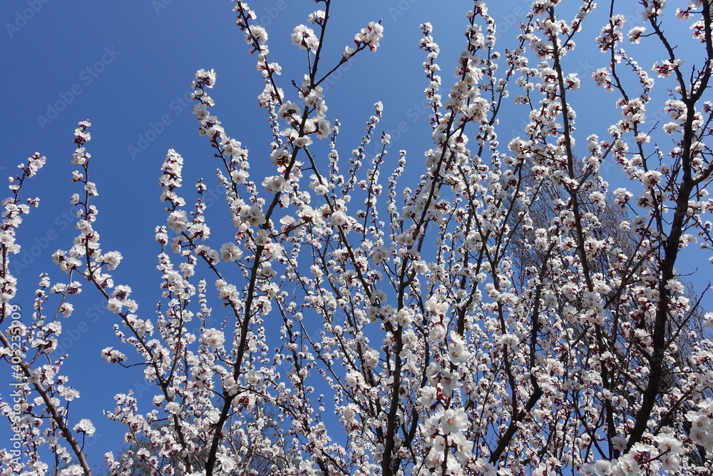Hundreds of white flowers on branches of apricot tree against blue sky in April Hundreds of white flowers on branches of apricot tree against blue sky in April