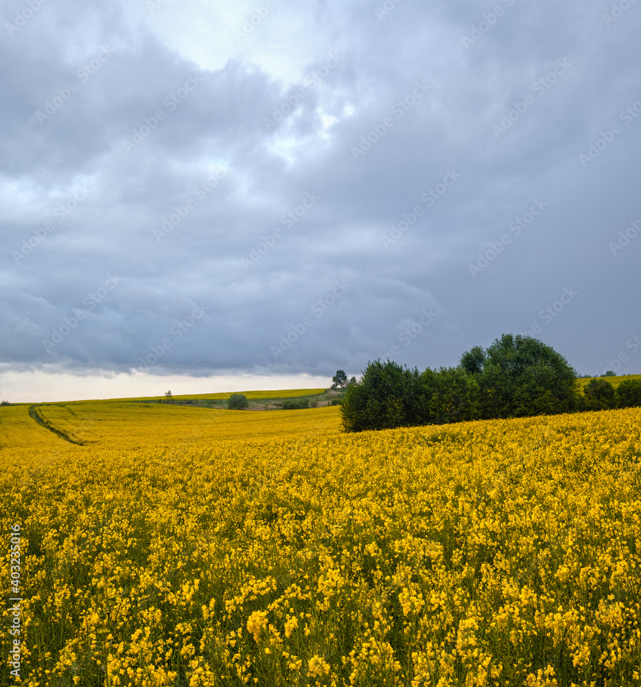 Spring yellow flowering rapeseed fields, cloudy pre-thunderstorm rainy sky and green hills. Natural seasonal, climate, weather, eco, farming, rural countryside beauty concept.