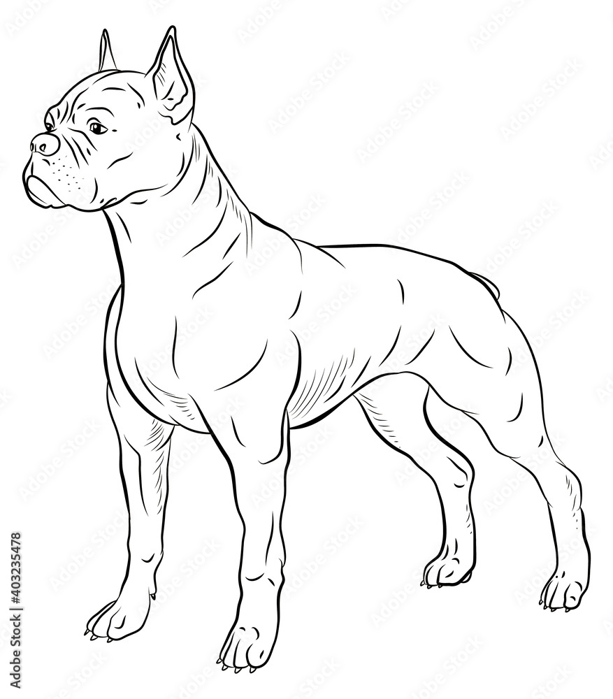 Animals, our faithful friends. Black and white image of a dog, coloring book for children.