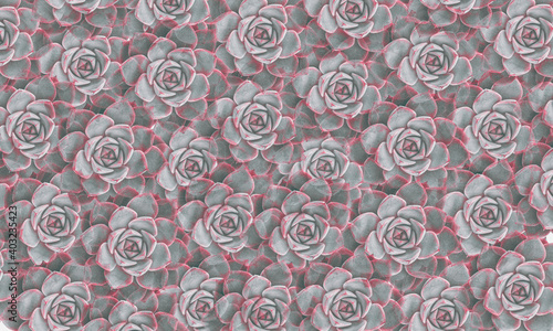 background abstract pattern made of succulent flowers