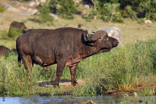 The African buffalo or Cape buffalo  Syncerus caffer  on the shore of waterholes.A big black African buffalo stands by the water and watches the surroundings.