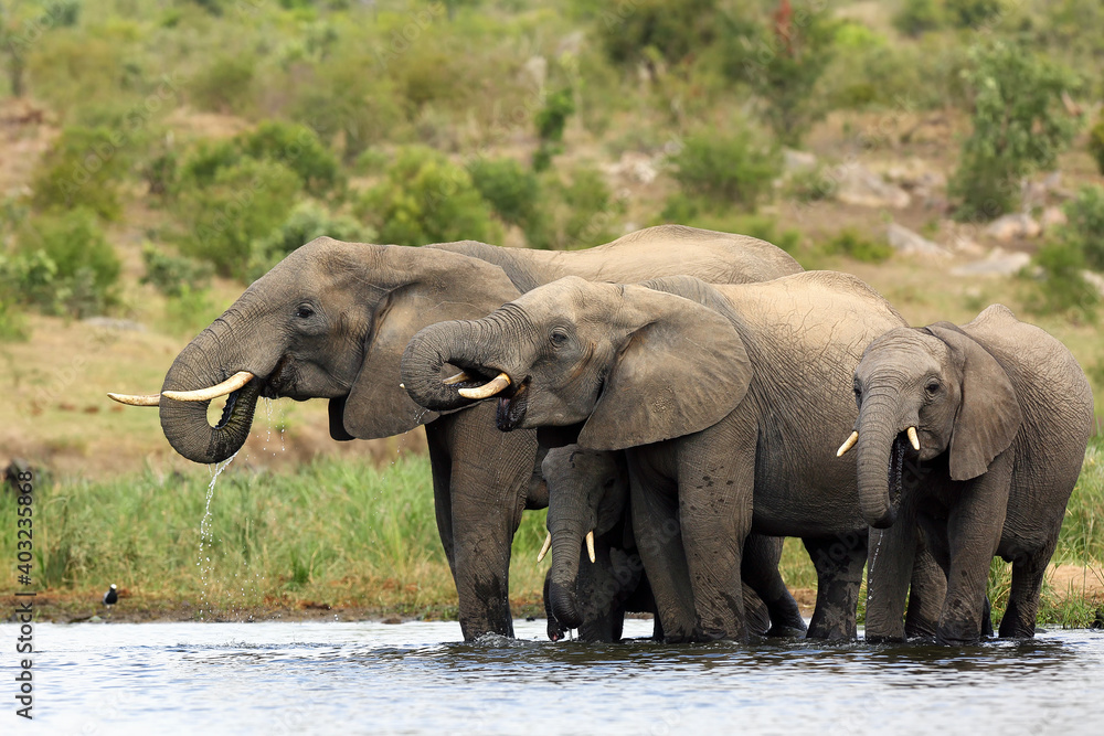 Fototapeta premium The African bush elephant (Loxodonta africana) group of elephants drinking from a small lagoon