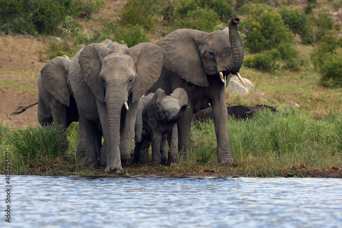 The African bush elephant  Loxodonta africana  group of elephants drinking from a small lagoon. Drinking elephants  a large female in front winds with its trunk up.