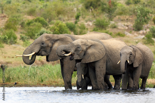 The African bush elephant (Loxodonta africana) group of elephants drinking from a small lagoon