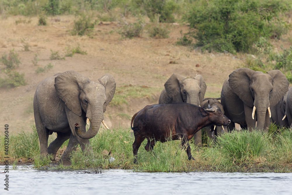 The African bush elephant (Loxodonta africana), young male drives away of buffalo from waterhole. Interactions between large herbivores near water.
