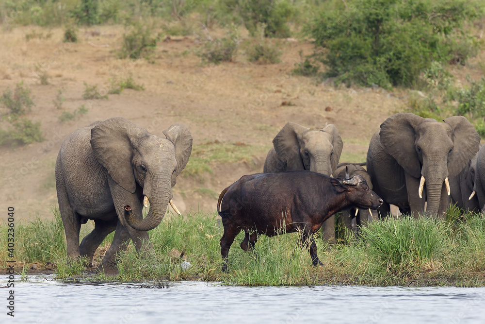 The African bush elephant (Loxodonta africana), young male drives away of buffalo from waterhole. Interactions between large herbivores near water. The African bush elephant (Loxodonta africana), young male drives away of buffalo from waterhole. Interactions between large herbivores near water.