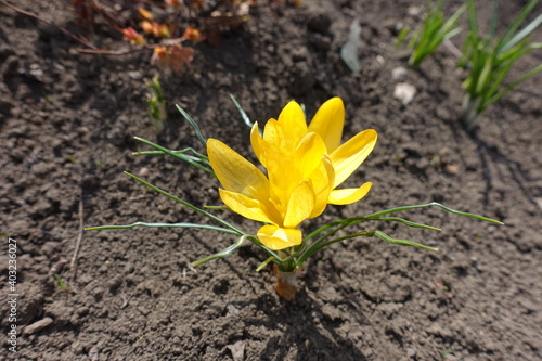 Lush yellow flowers of two crocuses in March