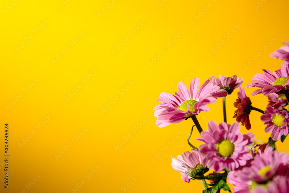 Pink chrysanthemums bouquet on yellow background with copy space text place. Holiday card. Happy Valentine Day. Woman Day. Mother Day. Marriage proposal. Romantic certificate gift. Shop flower banner Pink chrysanthemums bouquet on yellow background with copy space text place. Holiday card. Happy Valentine Day. Woman Day. Mother Day. Marriage proposal. Romantic certificate gift. Shop flower banner