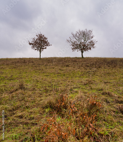 Trees at a moor. Open landscape with a dramatic sky in the background. Picture from Revingehed, Scania county, Sweden photo