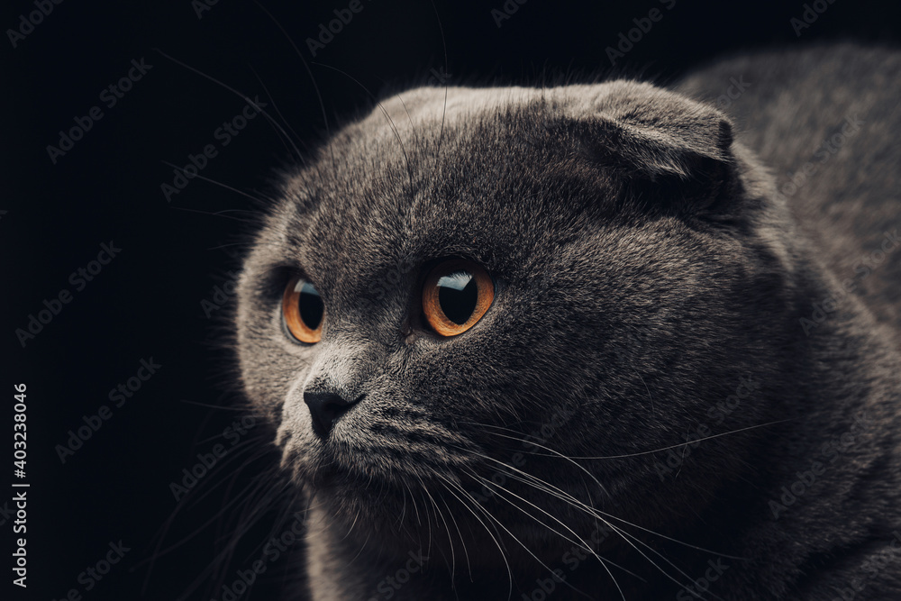 scottish fold cat on black background .