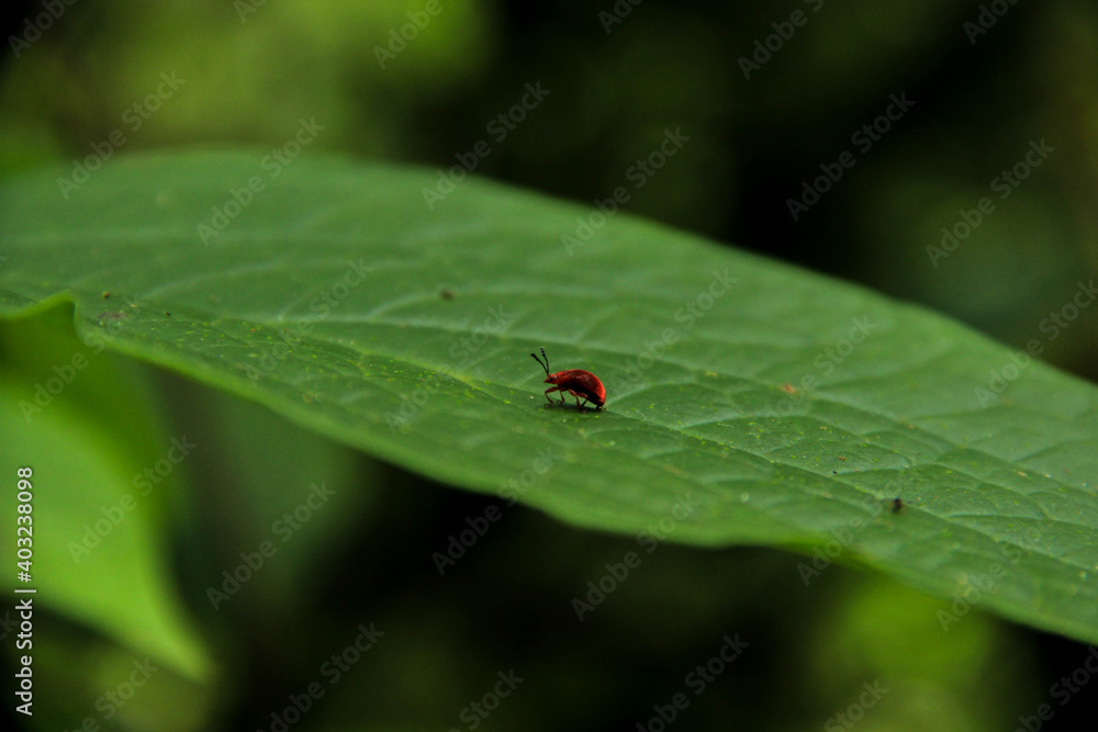 Picture of a insect walks on a leaf Picture of a insect walks on a leaf